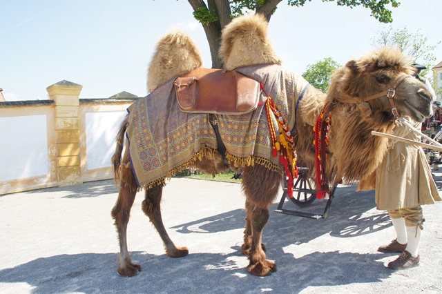 1. Mai 2012 Einzug der Tiere 110