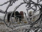 Winterlandschaft